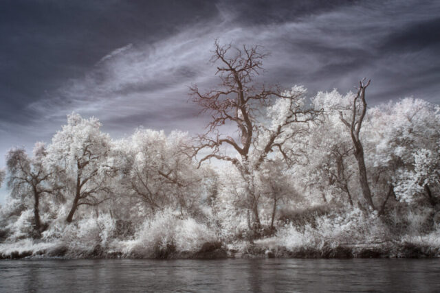 Eerie Trees on the Riverbank Infrared landscape photograph of trees along the Sacramento River in Redding, California, captured with a 720nm infrared filter on a full spectrum modified camera. The near-infrared light renders the spring foliage bright white against a soft bluish-gray sky, while dark bare snags rise from the scene, creating dramatic contrast and a haunting, surreal mood along the riverbank.