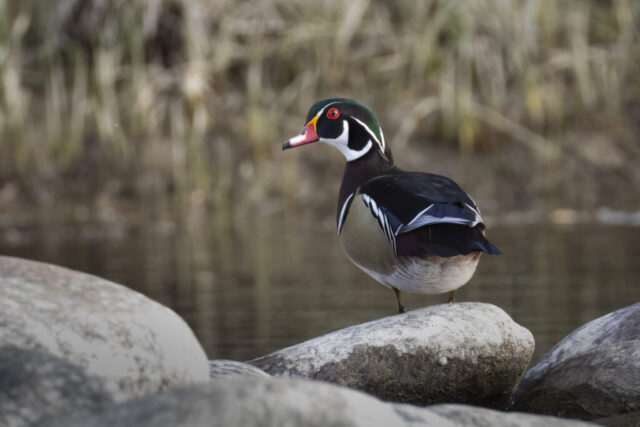 Wood Duck Drake Striking a Pose A vibrantly colored male Wood Duck stands alert atop a river rock along the Sacramento River in Redding, California. The drake displays its iridescent green head, red eye, and intricate plumage patterns against a softly blurred background of shoreline reeds. Its vivid red bill and crisp feather details are highlighted in natural daylight.