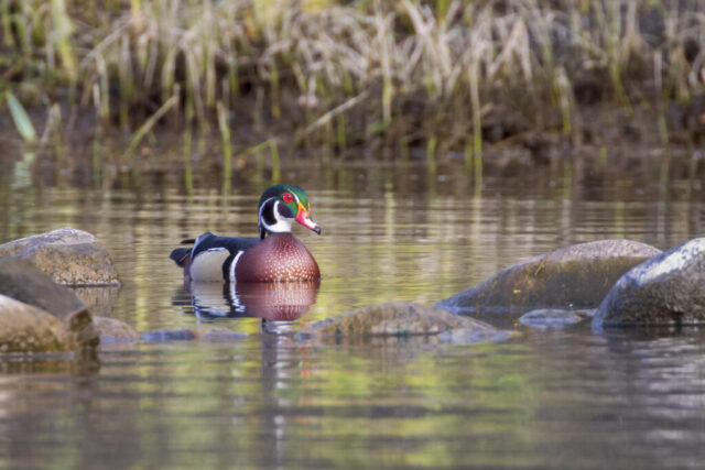 Wood Duck Drake on the Sacramento River A male Wood Duck drake with vibrant plumage—iridescent green head, red eye, and patterned chest—floats calmly among river rocks on the Sacramento River. Reflections of the duck and tall dry grasses line the still water in soft natural light.