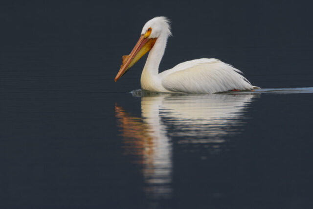 Early Morning Pelican American White Pelican gliding on still, dark blue water in early morning light. The large white bird is reflected in the calm surface, revealing its bright orange bill and the mating-season caruncle protruding from its upper mandible. Soft, diffused light highlights the bird's clean plumage and subtle yellow and orange facial tones. The background is a uniform, moody gray-blue, creating a serene and minimalist composition focused on the pelican’s form and color.