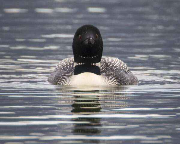 Red Eyed and Bow Tied Close-up view of a common loon (Gavia immer) in striking black and white breeding plumage, swimming on the calm, gray waters of Eagle Lake in Lassen County, California. The bird is facing forward, showcasing its symmetrical black head, sharp dagger-like bill, vivid red eyes, and distinctive white vertical neck stripes resembling a bow tie. Subtle ripples reflect the overcast sky, while the loon’s low profile and rounded body create a powerful presence as it glides toward the camera. Captured with a camouflaged vantage point for minimal disturbance.