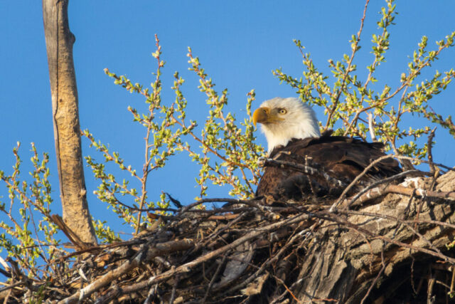 Grumpy Bald Eagle Nesting at Lower Klamath Wildlife Refuge Adult bald eagle resting low in its nest at the Lower Klamath Wildlife Refuge in Siskiyou County, California. The bird’s white head and sharp yellow beak stand out against bright blue sky and fresh spring foliage as it peers forward with an intense, slightly grumpy expression. Twigs, branches, and new green buds surround the eagle in warm morning light.