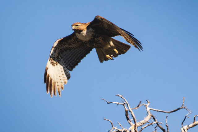 Juvenile Red Tailed Hawk in Flight Juvenile red-tailed hawk lifting off from a dead snag at Captain Jack’s Stronghold in Lava Beds National Monument. The young raptor’s wings are spread wide in warm sunlight, showing mottled brown and cream plumage as it climbs against a clear blue sky. Its talons are tucked and the snag’s pale branches sit at the lower edge of the frame.