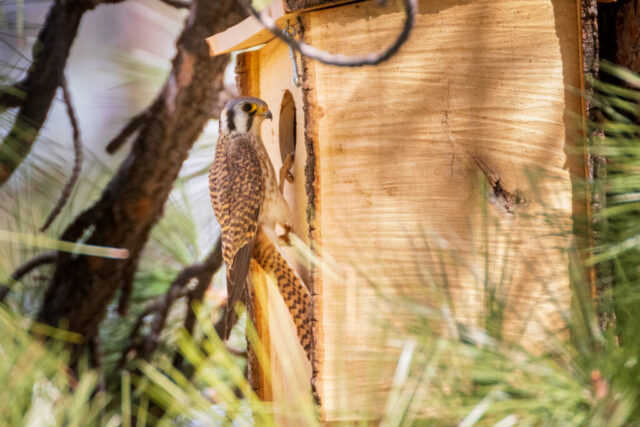 Female Kestrel at the nest Female American kestrel clinging to the entrance of a wooden nest box mounted on a pine tree, surrounded by soft green needles in filtered sunlight.