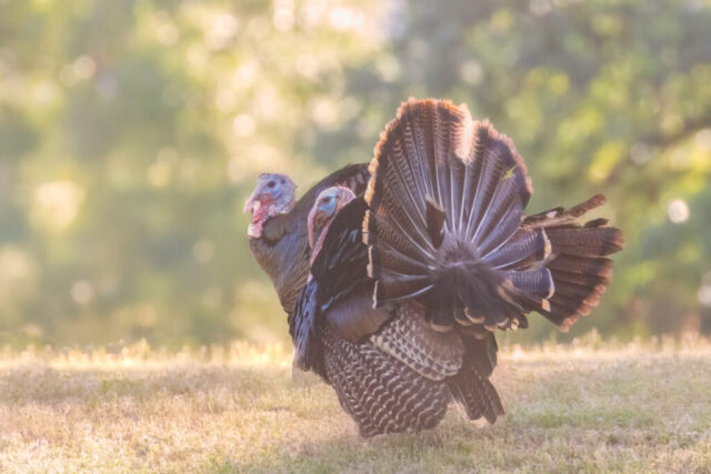 Rio Grand Toms in Golden Light Two Rio Grande tom turkeys standing in warm late-afternoon backlight on a ranch in Shasta County, California. One bird faces forward while the other displays a fully fanned tail, their iridescent bronze and copper feathers glowing against a soft, sunlit backdrop of green and gold. Their wattles and snoods show clear detail in the side light as they pose in a grassy clearing, creating a striking, layered portrait of the pair in spring.