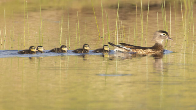 Wood Duck Hen and Ducklings A wood duck hen leads a tight line of ducklings across a calm seasonal pond in Shasta County, California. The warm late-afternoon light reflects softly off the golden water, while thin green reeds rise around the family. The hen swims ahead with a steady posture, and the small, downy ducklings follow closely behind, their striped faces and dark bodies creating a neat procession. The scene highlights the gentle movement, natural habitat, and early spring behavior of this wood duck brood.