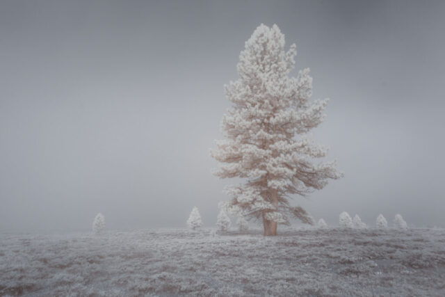 Frosty Pine in the Fog Infrared landscape photograph of a frost-covered pine tree in morning fog on Kyburz Flat near Sierraville, California, captured with a 720nm near-infrared filter. The pine foliage appears nearly white against soft gray mist, evoking a serene, wintry mood despite the spring setting.
