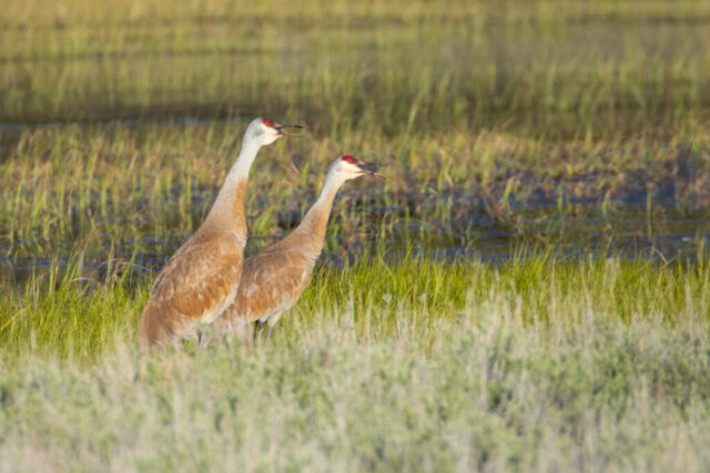 Two sandhill cranes stand side by side in the marsh at Kyburz Flat in Sierra County, California, both with their long necks raised and beaks open as they vocalize. Warm early-morning light highlights their reddish crowns, gray-brown plumage, and the subtle texture of their feathers. They are surrounded by tall green meadow grasses and shallow water, with soft, blurred wetland vegetation creating a natural backdrop that emphasizes their synchronized posture and calling behavior.