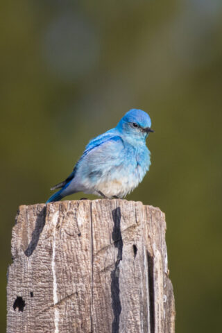 Mountain Bluebird on a Weathered Post A male Mountain Bluebird perched on a weathered wooden post, its soft sky-blue plumage glowing in the afternoon light. The bird faces slightly left with fluffed feathers, set against a smooth green backdrop that emphasizes its delicate coloration and the textured grain of the old post.