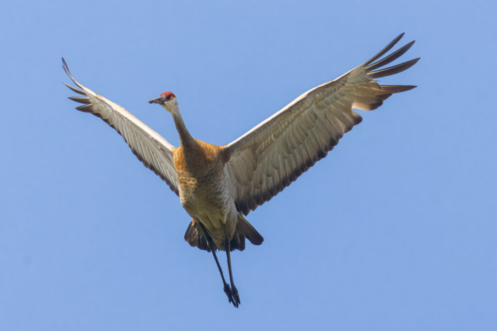 An adult sandhill crane flies overhead against a clear blue sky at Kyburz Flat in Sierra County, California, its broad wings fully outstretched to reveal layered gray and brown feathers glowing in late-afternoon sunlight. The bird’s long neck is extended forward, red crown visible, and its legs trail behind in a streamlined posture. Warm light accents the subtle mottling on its body and the elegant curvature of its primaries, capturing a moment of poised, powerful flight as it turns away from a pair of cranes calling from the marsh below.