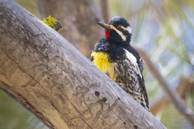 Williamson's Sapsucker on a Branch A male Williamson’s Sapsucker perched on a weathered pine branch, its black plumage contrasted by bold white facial stripes, a bright red throat patch, and a yellow belly. Soft forest light filters through blurred pines in the background as the bird pauses mid-climb.