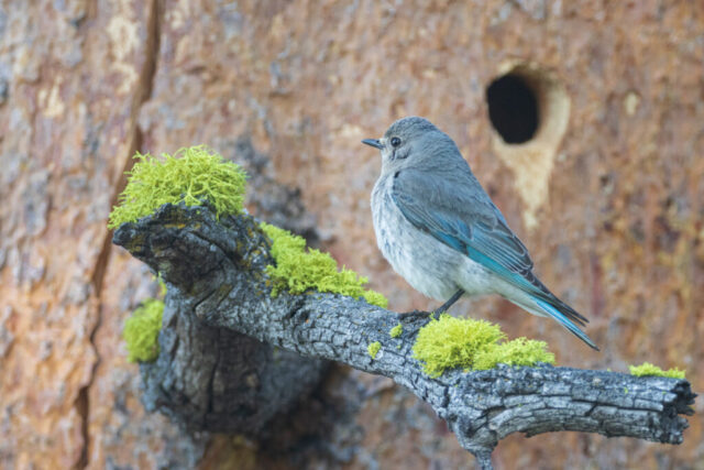 Female Mountain Bluebird on a Mossy Branch Female mountain bluebird perched on a moss-covered branch beside a weathered pine trunk marked by old woodpecker holes. Her soft gray-blue plumage stands out against the muted bark and vibrant green moss in this calm high-elevation woodland scene.