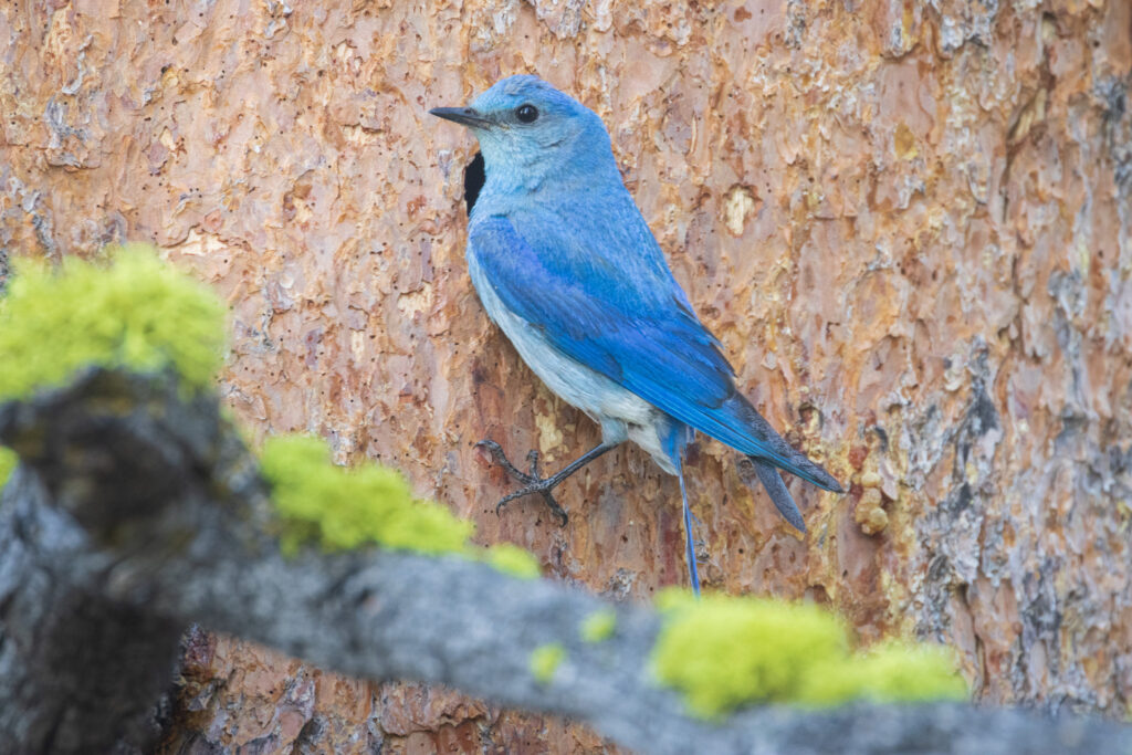 A male mountain bluebird clings to the trunk of a white pine, his vivid blue plumage standing out against the rough, textured bark. He faces left with wings folded, gripping the vertical surface near a small woodpecker-made cavity that he and his mate appear to be scouting as a potential nest site. Soft foreground moss adds a touch of bright green, while the muted tones of the pine emphasize the bird’s saturated blues. The scene conveys a quiet, high-elevation woodland moment in the Sierra Nevada, capturing the behavior and natural habitat of this striking songbird.
