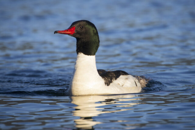 Merganser Drake Close Encounter A common merganser drake swims close to the shoreline at Eagle Lake in Lassen County, California, captured in warm late-May morning light. His iridescent dark green head, bright red bill, and crisp white chest stand out sharply against the rippling blue water. The bird looks slightly alert as he glides forward, creating gentle wakes along his sides. The close perspective shows fine feather detail and the calm lake surface reflecting soft color variations around him.