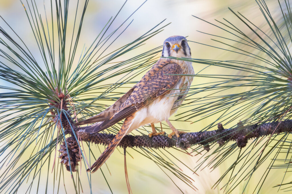 Female American kestrel perched on a pine branch, framed by long, radiating pine needles against a soft, pale background. The bird faces the camera with bright yellow eyes and a sharp hooked beak, its patterned russet, gray, and cream plumage detailed in the filtered light. Subtle shadows and diagonal needles create a layered, natural composition that emphasizes the kestrel’s alert posture, delicate talons gripping the rough bark, and the calm, woodland setting of a ponderosa pine habitat in Lassen County.