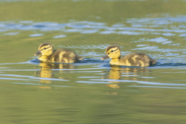 Cuteness Overload Two mallard ducklings swim side by side in the warm early morning light on Bucks Lake in Plumas County, California. Their soft yellow-and-brown down catches the sunlight as they glide across gently rippled green water, creating small wakes and faint reflections beneath them. The close-up view highlights their tiny bills, striped faces, and fuzzy plumage, emphasizing the calm, intimate moment within a larger brood nearby.