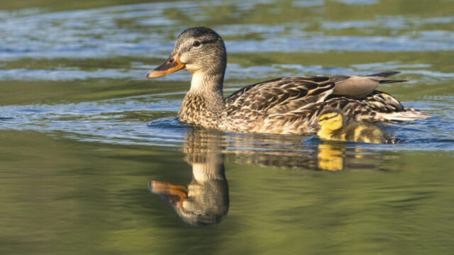Mallard Hen and Ducklings A mallard hen swims across the calm, green-tinted water of Bucks Lake in Plumas County, California, with two small ducklings tucked closely against her side. Warm early-morning light highlights the mottled brown plumage of the hen and the soft yellow-and-brown down of the ducklings. Their reflections appear clearly on the smooth surface as gentle ripples trail behind them, emphasizing the quiet movement and nurturing behavior of the mother guiding her young.