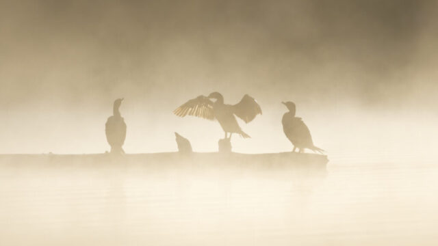 Misty Morning Cormorants Double-crested Cormorants resting and stretching on a log in golden morning mist at Antelope Lake in Plumas County, California.