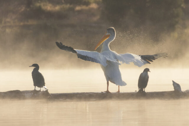 Hey Buddy Do Ya MIND American White Pelican flapping its wings and showering nearby cormorants with water on a misty morning at Antelope Lake in Plumas County, California.