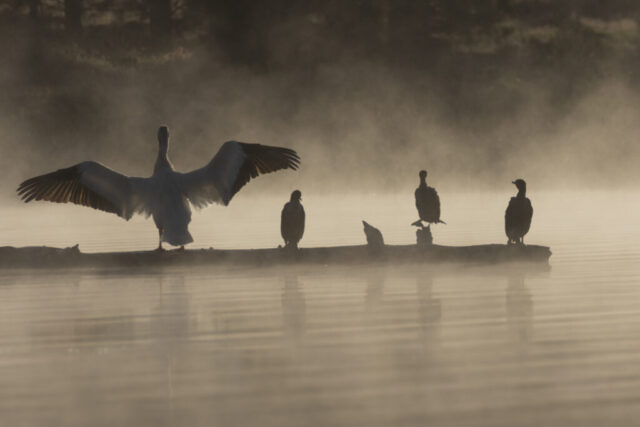 Wingspan American White Pelican stretches its wings alongside Double-crested Cormorants on a misty log at dawn on Antelope Lake in Plumas County, California.