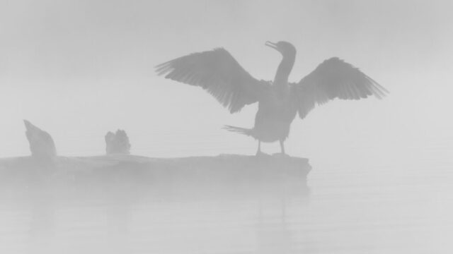 Wraith A silhouetted Double-crested Cormorant stands on a log with wings outstretched in a misty, monochrome morning scene on Antelope Lake, its ghostly form emerging through low fog before sunrise.