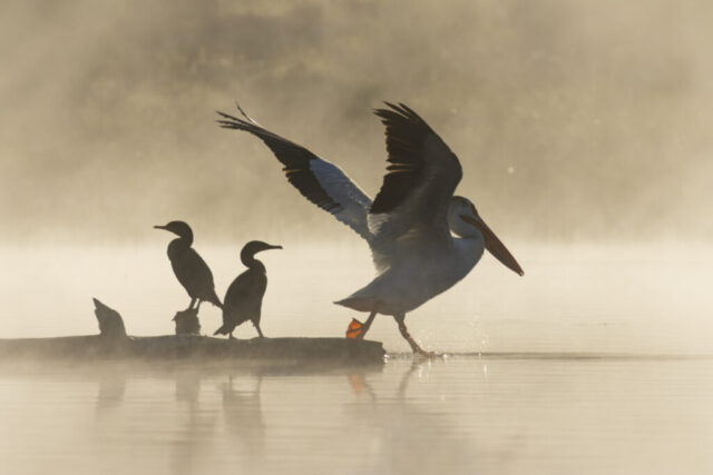Misty Morning Showdown An American White Pelican splashes away from a log as it is driven off by two silhouetted Double-crested Cormorants at dawn, wings extended and water droplets in midair, all framed by golden morning mist on a calm lake surface.