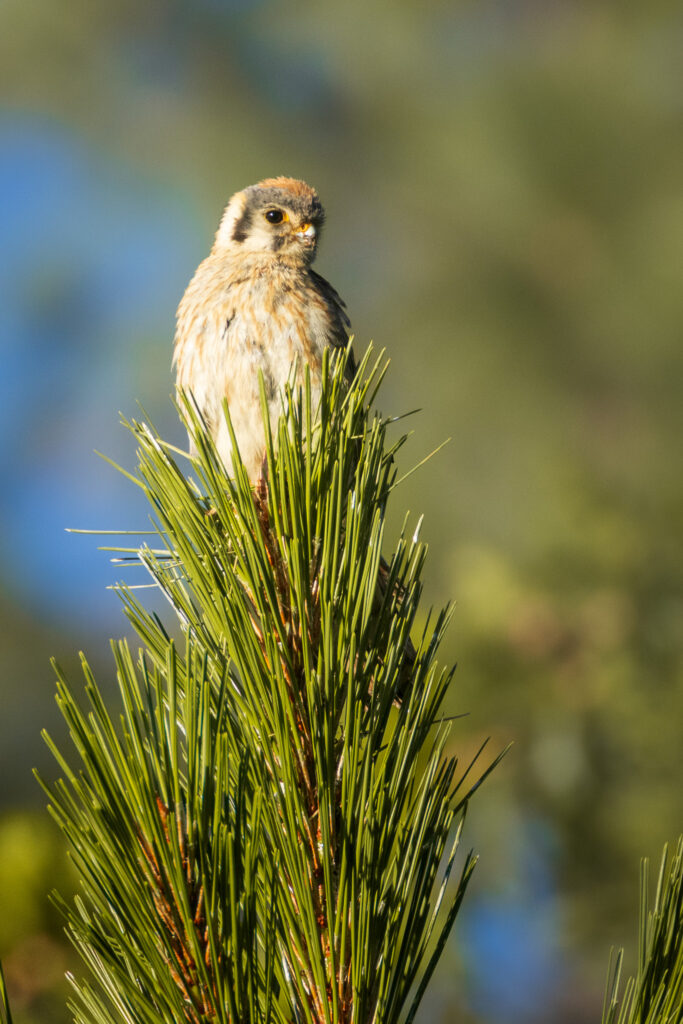 Female American kestrel perched atop the fresh green needles of a young pine tree in warm late-afternoon light. She faces slightly left with soft golden highlights on her face and breast, her plumage showing muted rust, cream, and gray patterns. The background is a smooth blur of blue and olive tones, isolating her rounded silhouette and calm posture. The scene conveys a quiet moment above the forest canopy near an active nest site in Lassen County, with crisp detail in the needles and the bird’s attentive expression.
