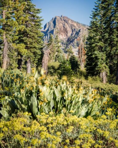 Late afternoon light bathes the Sierra Buttes in warm summer glow, captured from Packer Saddle around 7,000 feet in California’s northern Sierra Nevada. In the foreground, vibrant yellow wildflowers bloom in lush alpine meadows, framed by tall fir trees that add texture and depth to the mountain scene. The jagged volcanic spires of the Buttes rise dramatically against a clear blue sky, showcasing their rugged geological character and timeless presence above the Lakes Basin. This high-country landscape photograph evokes the serenity and grandeur of the Sierra wilderness, highlighting wildflower season, alpine flora, and mountain majesty in midsummer. Ideal for nature and landscape photography enthusiasts drawn to the Sierra Buttes, Packer Saddle, and the beauty of California’s northern high country.