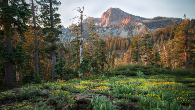 Early morning light glows softly across the Sierra Buttes, captured from Packer Saddle around 7,000 feet in California’s northern Sierra Nevada. The rugged volcanic spires rise in warm tones of dawn as sunlight brushes their jagged peaks, while a lush alpine meadow in the foreground bursts with yellow wildflowers and rich green foliage. Tall conifers frame the scene, their trunks catching the first hints of morning light. This peaceful high-country landscape embodies the quiet beauty of summer in the Sierra, showcasing the wildflower bloom, alpine forest textures, and grandeur of the Buttes at sunrise. Ideal for nature photography enthusiasts drawn to the Lakes Basin, Packer Saddle, and the majestic Sierra Nevada wilderness.