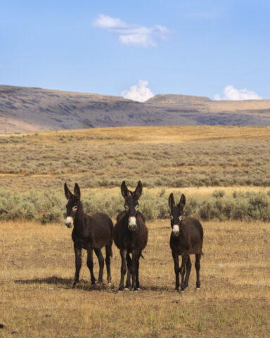 3 Curious Burros Three wild burros stand close together in the Smoke Creek Desert, their dark coats and upright ears sharply defined against sun-bleached grass and sagebrush. All three face the camera with an alert, inquisitive posture, as if approaching a potential food source. The warm summer light enhances the dry, high-desert tones of the landscape, while the distant sage and low ridgelines hint at the vast, arid terrain managed as Wild Horse and Burro territory. Their proximity to the viewer gives the scene an unusual sense of familiarity compared to typical wildlife encounters.
