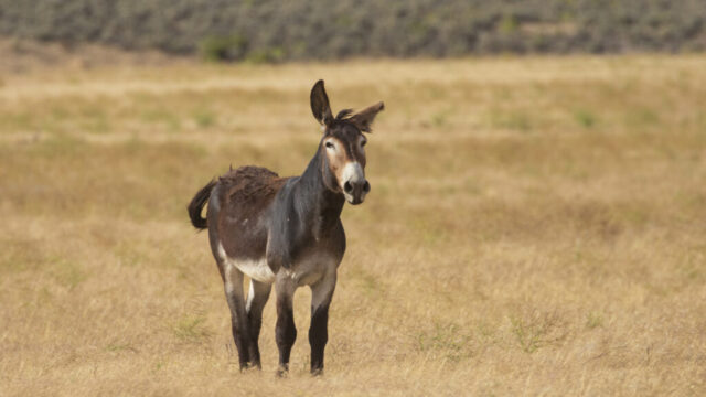 Jack Burro Posturing A dominant jack burro stands alert in golden summer grassland in the Smoke Creek Desert of Lassen County, California. His unusual brown-and-chestnut markings contrast with the typically darker or lighter burros of the region. Ears raised and head slightly tilted, he shows a confident, almost challenging posture, with his tail mid-swish as he watches the viewer. The soft, dry landscape behind him features muted sage and warm tones, emphasizing the arid, high-desert environment where these hardy wild burros roam in small social groups.
