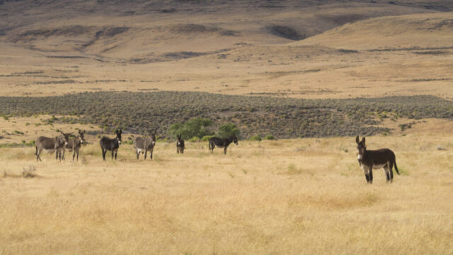 Jack and His Jills A group of wild burros stands scattered across golden summer grassland in the Smoke Creek Desert of Lassen County, California. The dominant jack positions himself on the right side of the frame, alert and facing the camera, while several pregnant jennies and younger burros graze or watch from the mid-ground. Warm, dry tones define the rolling hills and sagebrush behind them, creating a vast, arid backdrop typical of this BLM-managed high-desert region. The scene highlights the animals’ sturdy builds, cautious posture, and close group dynamics within the open landscape.