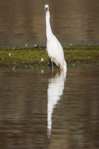 A snowy egret stands alert at the edge of a pond, its long slender neck stretched upright as it looks directly toward the camera. Bright white plumage contrasts with the soft brown water behind it, while the yellow lores and dark bill add definition to its focused expression. The bird is positioned on a patch of green vegetation, and subtle blurred reflections on the water create a calm backdrop. The egret’s posture suggests it has detected movement, capturing a moment of awareness and caution in this quiet wetland setting.