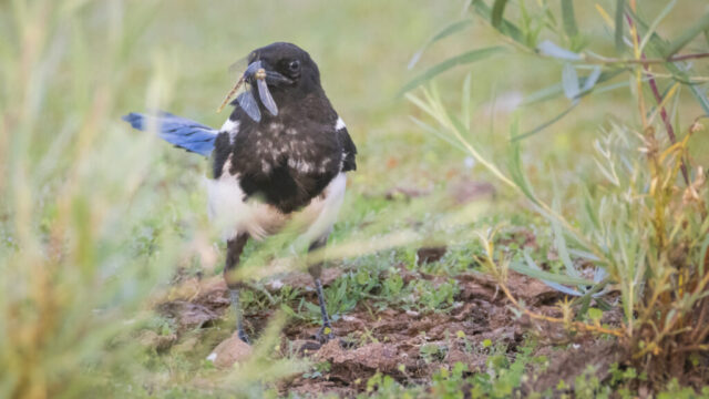 Magpie Breakfast A black-billed magpie stands alert on the grassy shoreline near low plants, holding a freshly caught dragonfly crosswise in its beak. The bird’s bold black-and-white plumage contrasts with iridescent blue-green tones in its wings and tail, which catch soft light as it faces forward. Its stance appears active and intent, suggesting recent movement through the mix of grass, soil, and scattered vegetation. Blurred foreground stems frame the scene, enhancing the sense of a natural foraging moment in late-summer habitat near water. The image highlights the magpie’s sharp features, intelligent expression, and precise grip on its insect prey.