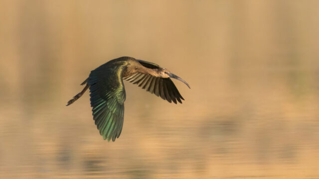 A white-faced ibis in non-breeding plumage flies low over calm water at Shugru Reservoir in Lassen County, California, its long curved bill pointed forward and its wings spread wide in the warm morning light. The bird’s iridescent green and bronze feathers glow against the smooth, golden background, with subtle reflections forming beneath it. The streamlined profile, outstretched primaries, and soft blur of the wetland surroundings highlight the ibis’s graceful descent as it prepares to land.