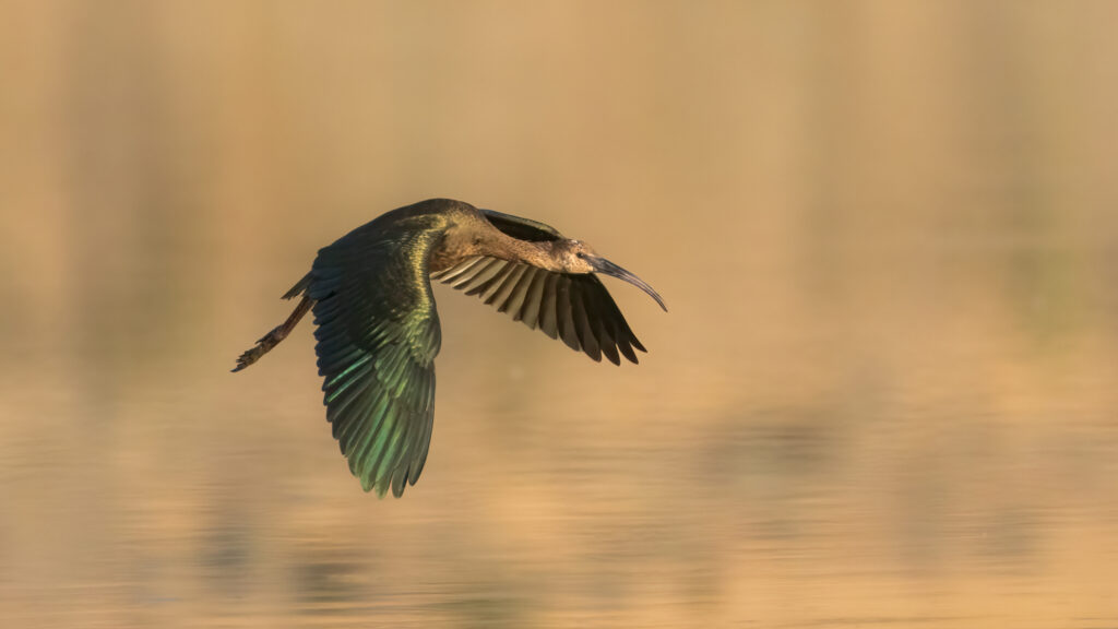 A white-faced ibis in non-breeding plumage flies low over calm water at Shugru Reservoir in Lassen County, California, its long curved bill pointed forward and its wings spread wide in the warm morning light. The bird’s iridescent green and bronze feathers glow against the smooth, golden background, with subtle reflections forming beneath it. The streamlined profile, outstretched primaries, and soft blur of the wetland surroundings highlight the ibis’s graceful descent as it prepares to land.