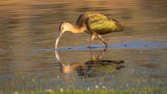 A white-faced ibis in non-breeding plumage wades through shallow water at Shugru Reservoir in Lassen County, California, its long curved bill lowered as it probes for food. Warm early-morning light reveals green and bronze iridescence across its wings and back, contrasting with the bird’s brown body and slender legs. The ibis is captured in profile with a clear reflection stretching across the calm, golden water, while soft ripples and blurred shoreline tones create a serene wetland atmosphere that highlights the bird’s foraging behavior.