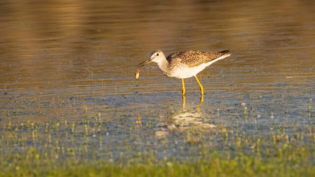 A Greater Yellowlegs wades through the shallow, golden-lit water of a marsh at Shugru Reservoir in northern California, its long yellow legs reflected in the rippled surface. The tall, slender shorebird stands in profile against a warm backdrop of blurred grasses, holding a late-stage tadpole in its slightly upturned bill. Soft morning light highlights the bird’s mottled brown and white plumage, the subtle speckling on its wings, and the smooth curve of its neck. Surrounding vegetation and gentle reflections create a calm, natural setting that emphasizes the bird’s active foraging behavior and the vibrancy of this wetland habitat.