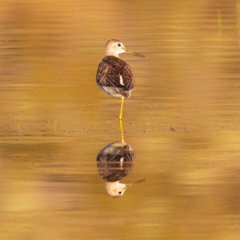 A Greater Yellowlegs stands balanced on one leg in the shallow water of a marsh at Shugru Reservoir near Janesville, California, its bright yellow leg reflected in the smooth, golden surface. The tall, slender shorebird is shown in profile with its speckled brown and white plumage, clean white neck, and long, slightly upturned bill catching warm morning light. Soft ripples and blurred grasses create a calm, minimalist backdrop that emphasizes the bird’s poised stance and the serene atmosphere of this northern California wetland.