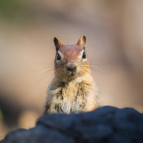 Close-up portrait of a golden-mantled ground squirrel peeking upward with only its head visible against a softly blurred tan and green background. The squirrel’s bright, glossy eyes and forward-facing ears create a curious, alert expression, while fine whiskers and warm brown and golden facial tones stand out in the shallow depth of field. Soft summer light adds gentle contrast and highlights the detailed fur texture in this intimate wildlife scene.