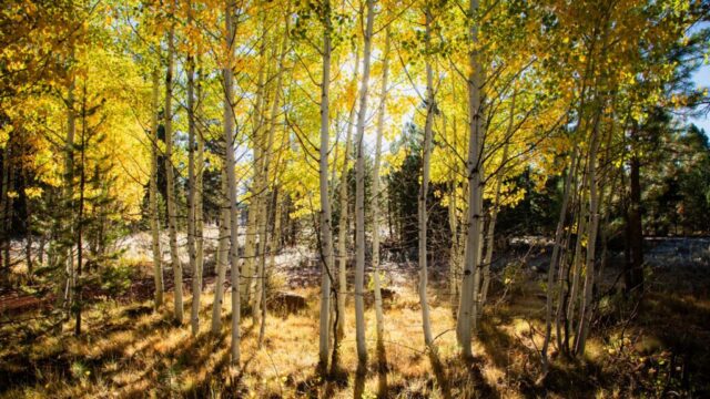 Golden aspen grove on Bogard Flats near Bogard Campground in Lassen County, California, illuminated by warm morning sunlight filtering through slender white trunks. The backlit leaves shimmer in rich shades of yellow and green against the darker backdrop of pine trees, creating a radiant mountain woodland scene. Grasses and fallen leaves cover the forest floor, while the soft glow of early light evokes peace, solitude, and the crisp freshness of autumn at 6,000 feet in the Sierra-Cascade high country.