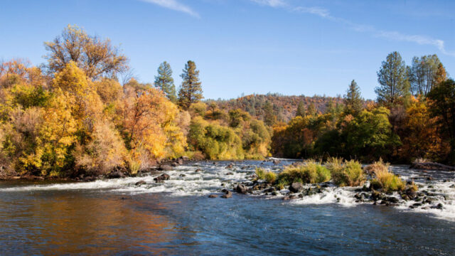 Autumn on the Pit - Shasta County Califonria Autumn afternoon along the Pit River in Shasta County, California, showing a clear mountain river flowing swiftly over dark volcanic rocks beneath a canopy of golden and green foliage. The late-season trees—oak, maple, and pine—line both banks under a crisp blue sky, their reflections shimmering in the cold water below. Captured near the Pit 1 Powerhouse, this scenic view highlights the rugged beauty and trout-rich waters of Northern California’s canyon country, where wild landscapes and brilliant fall colors meet in serene harmony.
