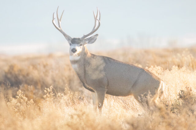 Like a Boss - Mule Deer Buck in Lassen County California A mature mule deer buck stands alert on a small rise in frosty sagebrush near Janesville, California, illuminated by soft golden sunrise light on a cold late-November morning. His tall, symmetrical antlers and thick winter coat are clearly visible as backlight catches his warm breath in the crisp 27-degree air. The buck faces the camera with a cautious, watchful posture, partially surrounded by pale, dried grasses and softly blurred high-desert habitat. The scene conveys early-morning stillness, seasonal chill, and authentic mule deer behavior in natural sage country.