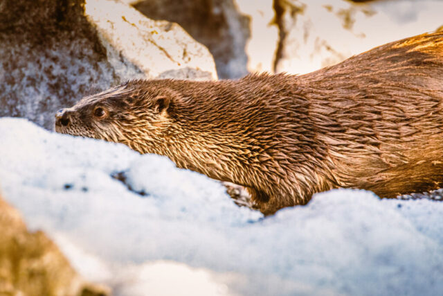 River otter climbing out of icy water onto sunlit rocks at Lake Almanor in Plumas County, California, its wet fur slicked back and catching warm late-afternoon light. The otter’s elongated body stretches across pale, snow-dusted stones, with fine detail visible in the glistening brown coat and alert profile. Soft golden highlights contrast with the cool blue shadows of the surrounding boulders, emphasizing the animal’s movement from frigid lake water into a rugged shoreline corridor.