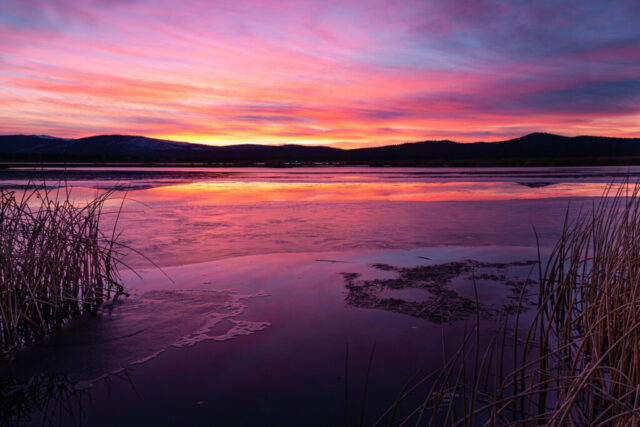 Tule Sunset Pink and purple sunset clouds reflect across partially frozen Eagle Lake in Lassen County, California, framed by tall shoreline tules in the foreground, with dark rolling hills silhouetted along the distant horizon during blue hour in winter.