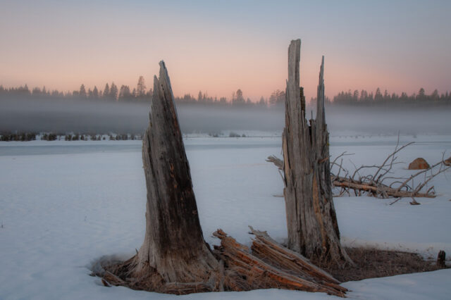 Foggy Morn Two weathered tree stumps rise from a snow-covered shoreline at Eagle Lake in Lassen County, California, with frozen water, distant pine forest, and low fog beneath a soft blue hour sky at dawn.