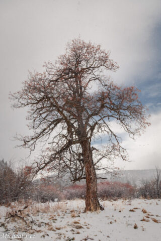 Dreamy Tree A tall, leafless tree stands in a snowy field at Ranch Park in Susanville, California, with light snow falling, bare branches spreading upward against a pale winter sky and low shrubs fading into the background.