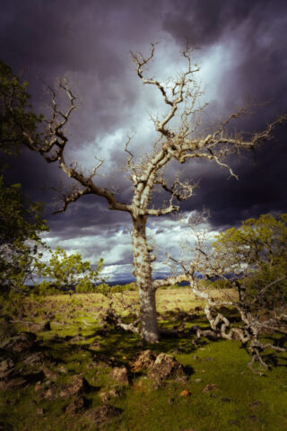Ominous Oak A dead scrub oak stands on a grassy hillside in Tehama County, Northern California, its twisted bare branches lit against dark, stormy clouds, with patches of green ground cover and scattered rocks beneath a dramatic sky.