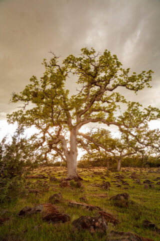 Ethereal Oak A mature oak tree with fresh green spring leaves stands on a grassy, rock-strewn hillside in Tehama County, California, backlit by late afternoon sun beneath moody clouds, with warm light filtering through the branching canopy.