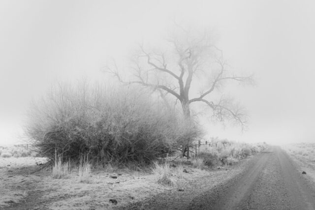 20210106_Cottonwood in Fog_Social_001 A foggy desert dirt road stretches into the distance in eastern Lassen County, California, with an old cottonwood tree and sagebrush coated in hoar frost, fading softly into dense winter fog on a cold January morning.